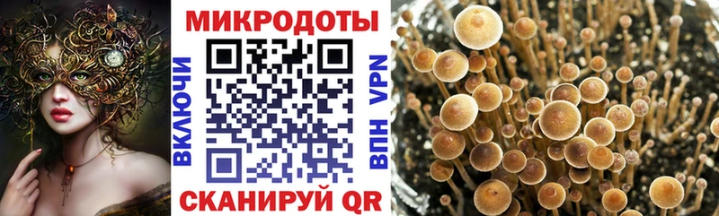 Галлюциногенные грибы Psilocybine cubensis  Купить где  Верхняя Салда 